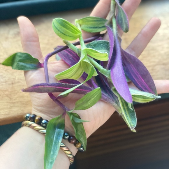 Rare tradescantia cutting bundle - 3 varieties - pink stripe, sillamontana , + - Picture 2 of 12